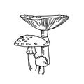 Vector Illustration With Lines In Vintage Style. Fly Agaric Isolated On A White Background. Three Poisonous Mushrooms Of Fly Agari